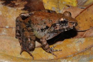 Hebohkan Dunia, Katak ini Bisa Ditemukan di Selokan Sekitar Manado